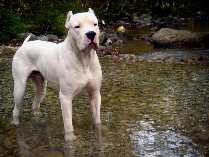 dogo_argentino