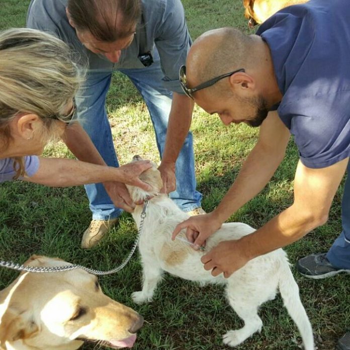 campaña antirrabica la porta