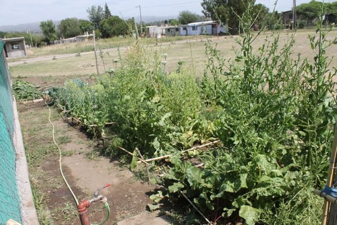 taller-de-huerta-en-primero-de-mayo2_opt