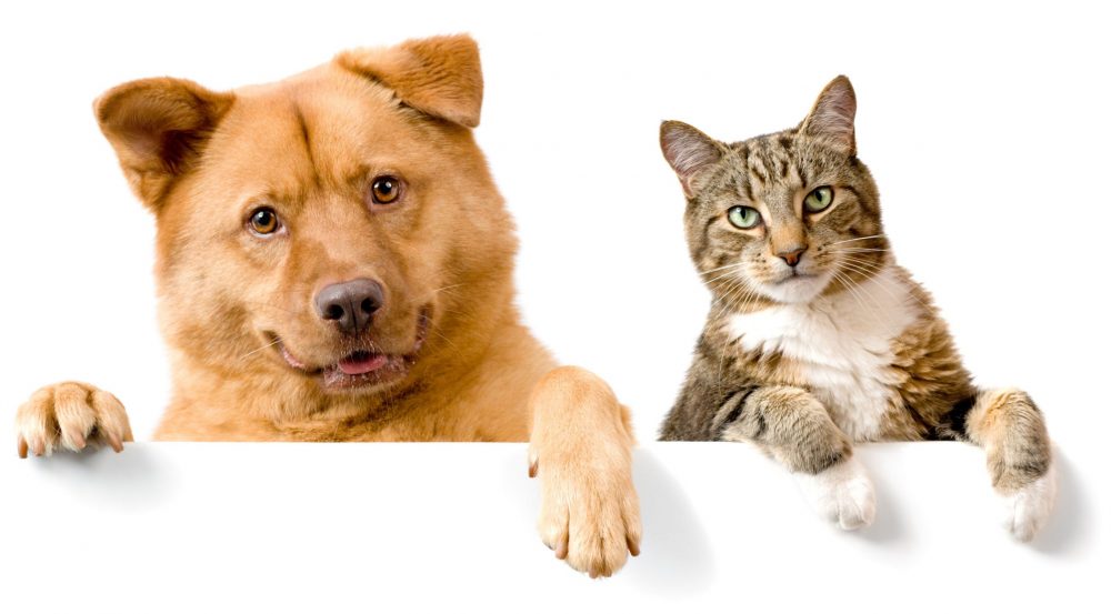 3mascotas - Continúa la campaña vacunación antirrábica gratuita