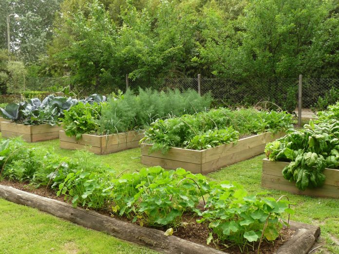 huerta-en-casa