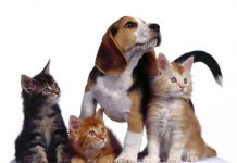 Valle de Anisacate: jornada por el Día del Animal con actividades para toda la familia