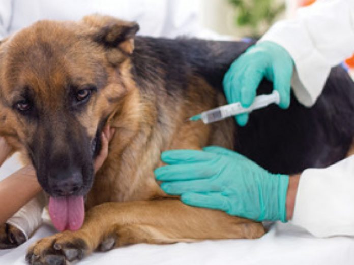 vacuna-antirrabica