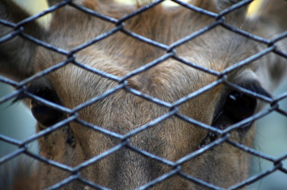 animal zoo - Zoo de Córdoba: ya son 200 mil las firmas para impulsar su cierre