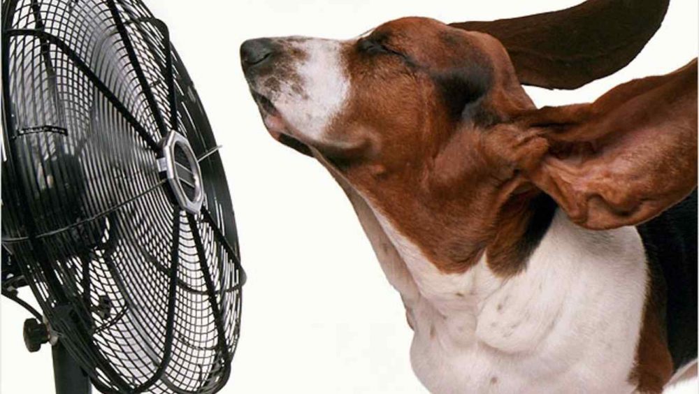 calor perro - Caluroso y húmedo para el resto de la semana