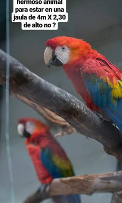 guacamayo zoo - Zoo de Córdoba: ya son 200 mil las firmas para impulsar su cierre