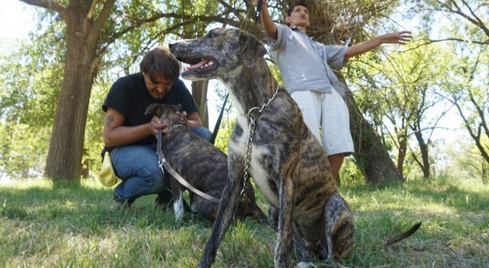 perros rescatados para terapia