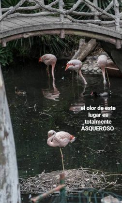 zoo flamencos - Zoo de Córdoba: ya son 200 mil las firmas para impulsar su cierre