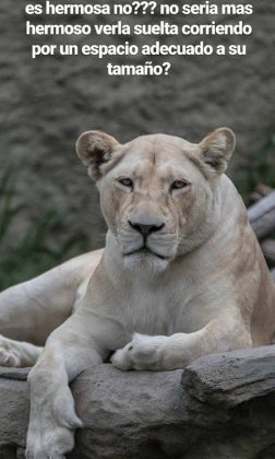 zoo leona hermosa - Zoo de Córdoba: ya son 200 mil las firmas para impulsar su cierre