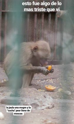 zoo mono - Zoo de Córdoba: ya son 200 mil las firmas para impulsar su cierre