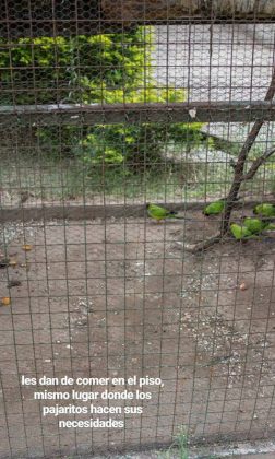 zoo pajaros - Zoo de Córdoba: ya son 200 mil las firmas para impulsar su cierre
