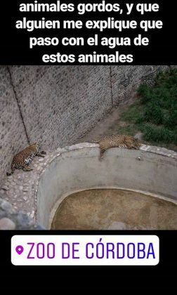 zoo tigres - Zoo de Córdoba: ya son 200 mil las firmas para impulsar su cierre