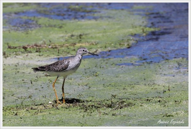 aves reserva potrero 1 - Aparecieron nuevas especies de aves en Potrero de Loyola