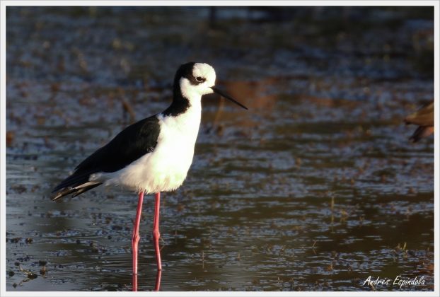 aves reserva potrero 2 - Aparecieron nuevas especies de aves en Potrero de Loyola