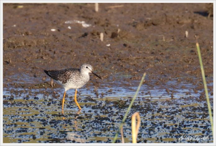 aves reserva potrero 3