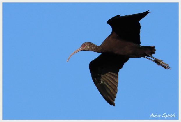 aves reserva potrero 4 - Aparecieron nuevas especies de aves en Potrero de Loyola