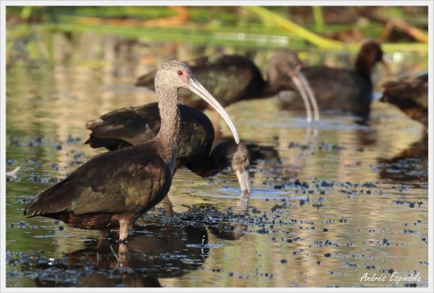 aves reserva potrero 5 - Aparecieron nuevas especies de aves en Potrero de Loyola