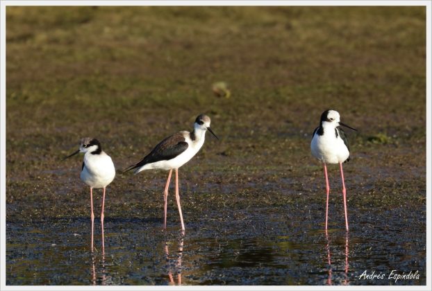 aves reserva potrero 6 - Aparecieron nuevas especies de aves en Potrero de Loyola
