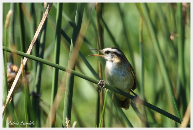 aves reserva potrero - Aparecieron nuevas especies de aves en Potrero de Loyola