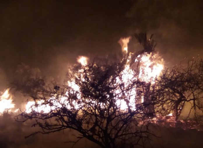 incendio en las palmas