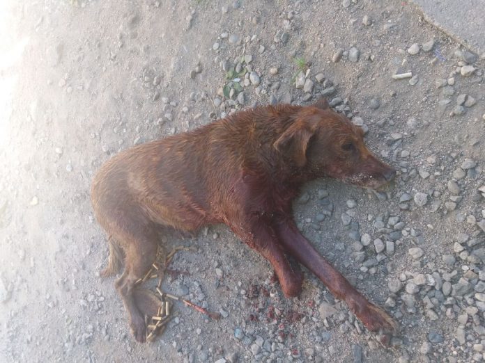 perro herido x pitbull