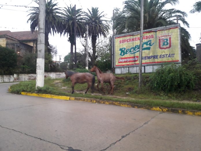 caballos quintana