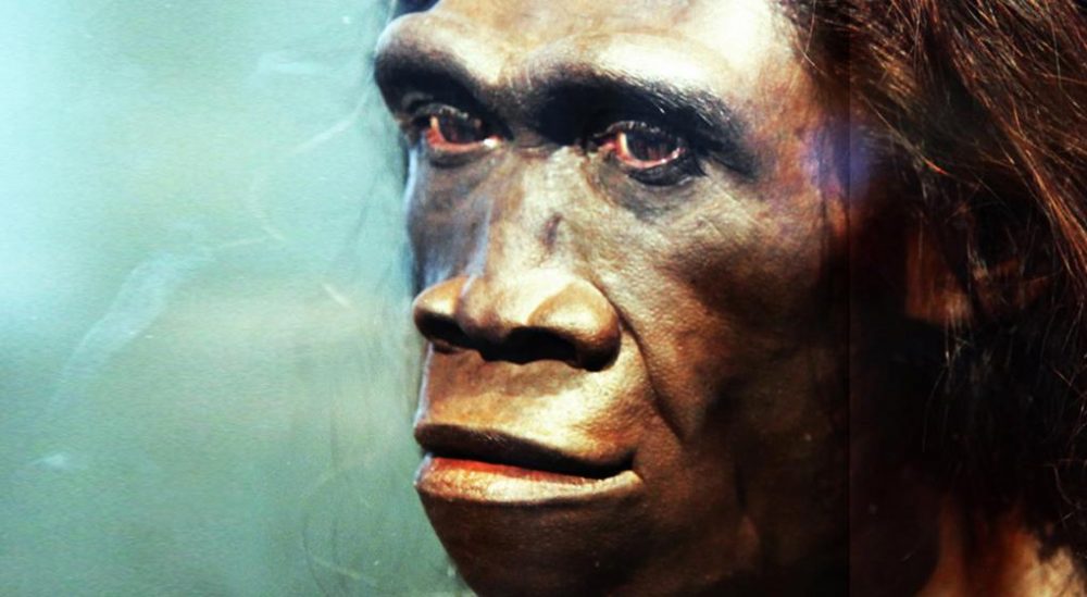 homo erectus - Estudio científico concluye que el Homo erectus se extinguió por haragán