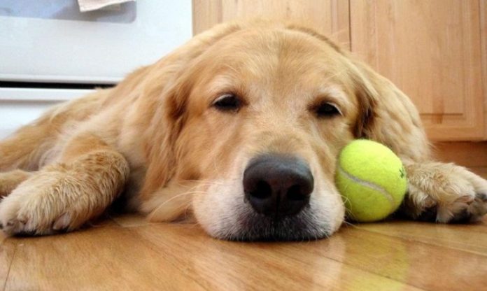 PERRO TRISTE ENFERMO