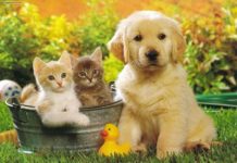 Alta Gracia celebra el Día del Animal con una jornada para toda la familia