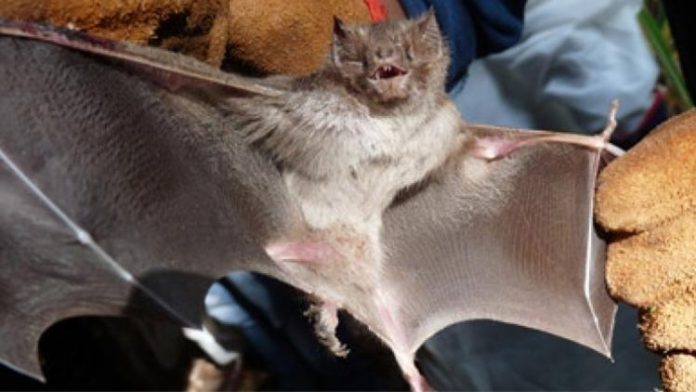 murcielado-senasa_1556887555