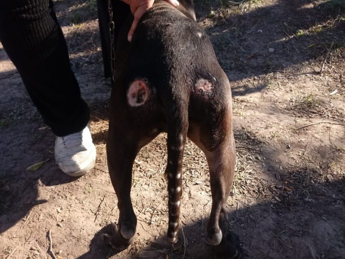 animales rescatados adma