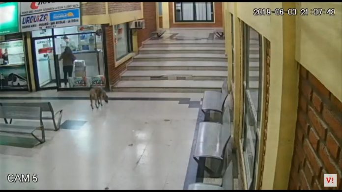 mujer desaparecida carlos paz