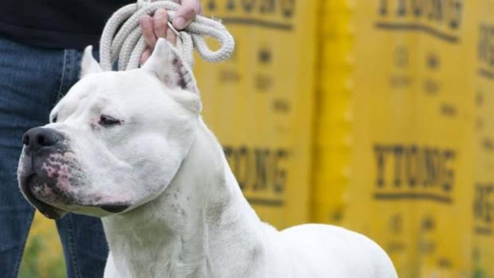 Dogo argentino kYWE 1240x698@abc - Malagueño: un dogo hirió a cuatro personas