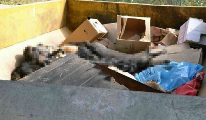 matanza perros dean funes