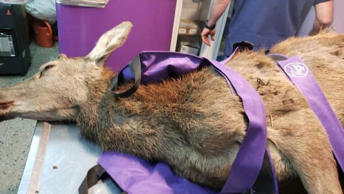 ciervo atropellado ruta 5 LVI