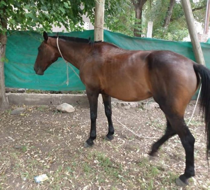 caballo anisacate