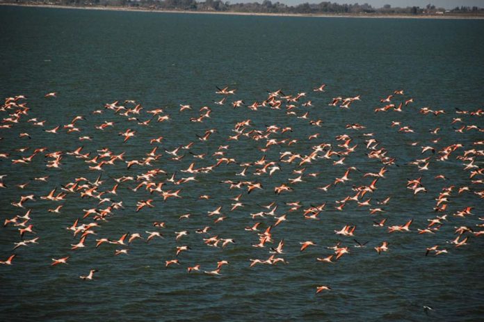 FLAMENCOS-EN-MIRA-MAR-96 prensa