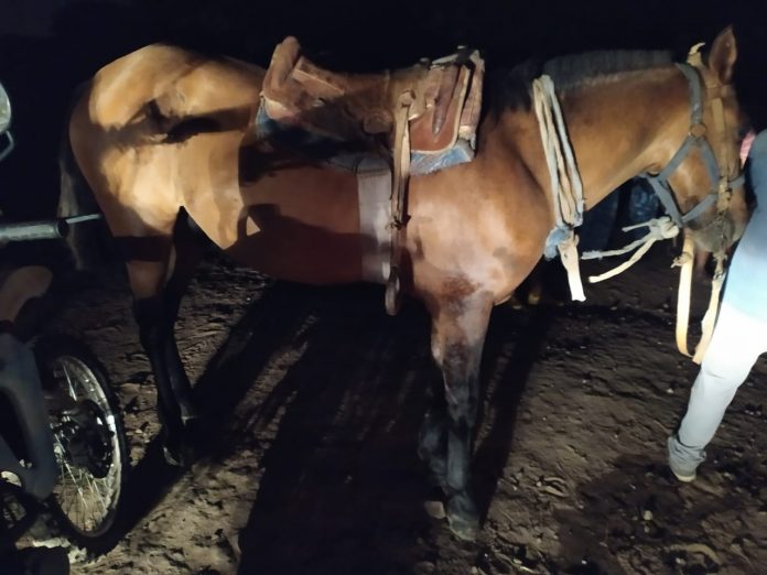 caballo recuperado