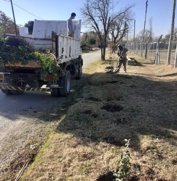 santa ana reforestacion E