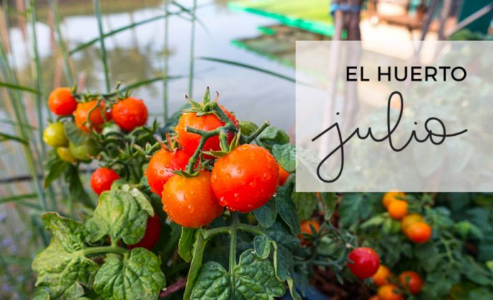 Huerta julio infoagro