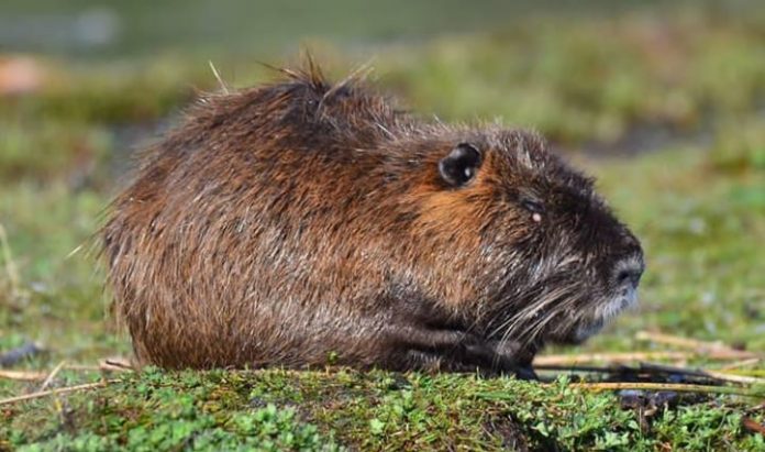 carpincho villa rumipal