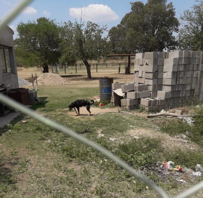 perro atado al sol E