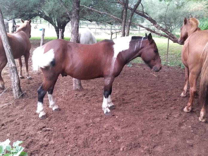 caballos recuperados