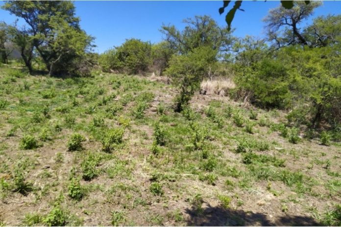 peperina provincia de córdoba