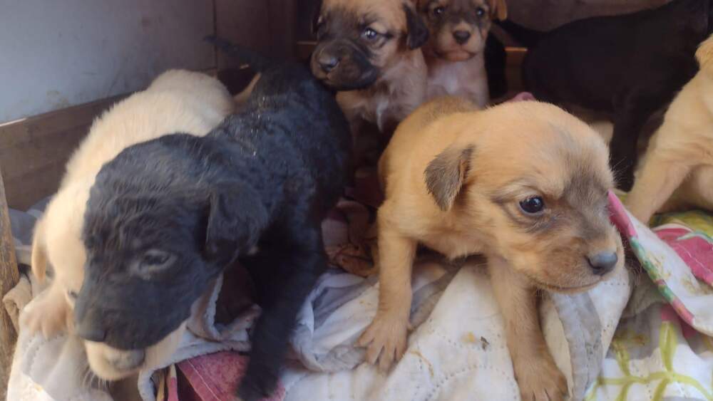perros mujeres proteccionistas - Proteccionistas necesitan ayuda para sostener más de 40 animales