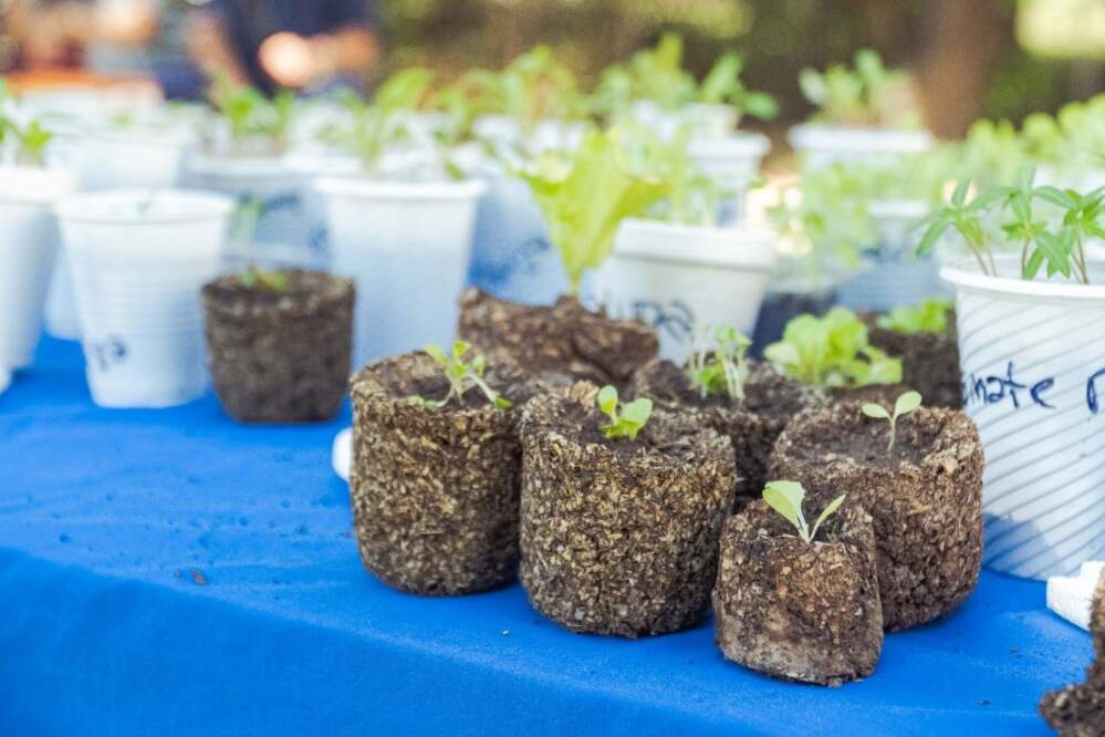 Mas de 200 participantes en el Taller de Huerta Familiar alta gracia mas verde3 - Mas de 200 participantes en el Taller de Huerta Familiar