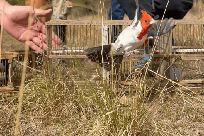 aves policia ambiental