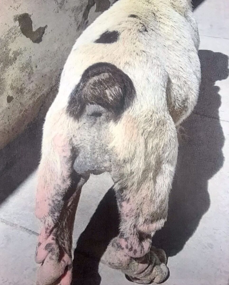 Maltrato animal: allanaron un criadero clandestino con 41 animales en Alta Gracia WhatsApp Image 2022 09 28 at 11.43.27 - Maltrato animal: allanaron un criadero clandestino con 41 animales en Alta Gracia