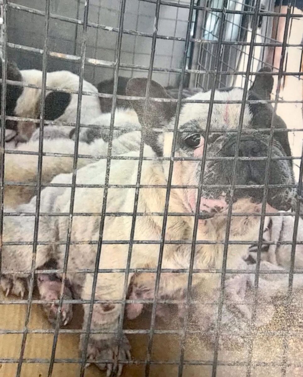 Maltrato animal: allanaron un criadero clandestino con 41 animales en Alta Gracia WhatsApp Image 2022 09 28 at 11.43.28 - Maltrato animal: allanaron un criadero clandestino con 41 animales en Alta Gracia