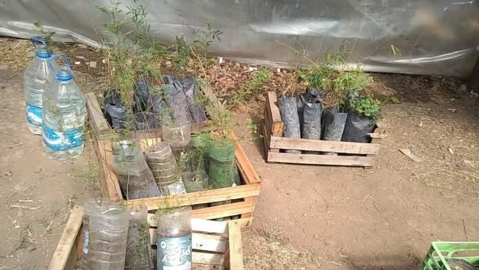 forestacion plantines